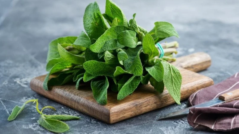 فوائد الميرمية للشعر.. أبرزها تعزيز نمو الشعرتعد الميرمية من الأعشاب التي استخدمت لقرون في الطب التقليدي لعلاج مختلف المشكلات الصحية، ولها فوائد