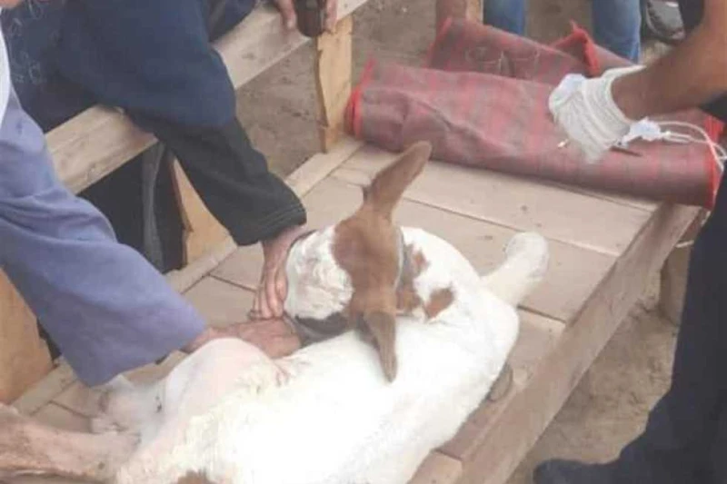 خدمات طبية ل563 رأس ماشية خلال قافلة بيطرية مجانية بالمنيا نفذت مديرية الطب البيطري بالمنيا، قافلة بيطرية علاجية مجانية وقائية إرشادية بقرية اسطال