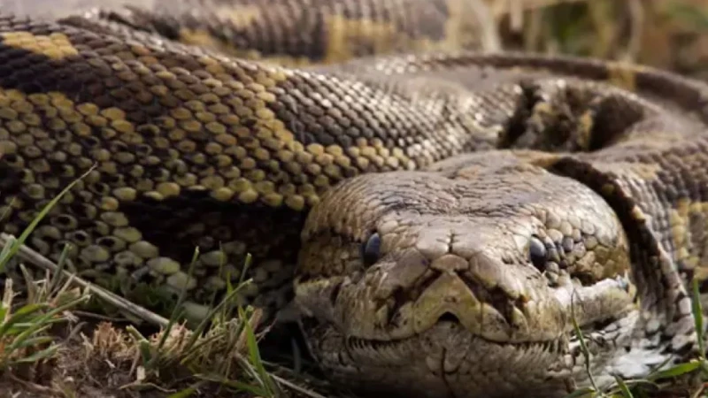 ثعبان طوله أربعة أمتار يلتف حول جسم امرأة لمدة ساعتين.. صور اخر خبر عاشت امرأة تايلاندية لحظات مرعبة بعدما التف حولها ثعبان ضخم يزن 20 كيلوغراما لمدة ساعتين تقريبا في منزلها، قبل أ