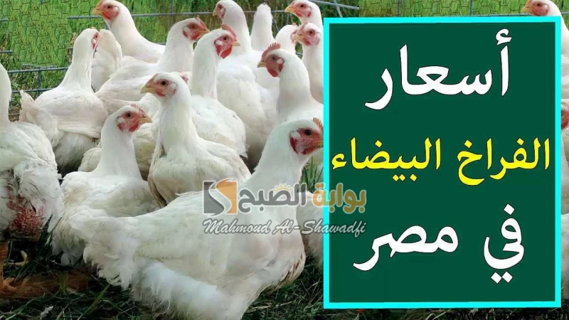 ارتفاع جديد.. أسعار الفراخ البيضاء اليوم في بورصة الدواجن ومفاجأة بشأن سعر كرتونة البيضيولي محبو الدواجن وعشاقها اهتماما كبيرا لمعرفة أسعار الفراخ البيضاء في بورصة الدواجن، حيث أعل