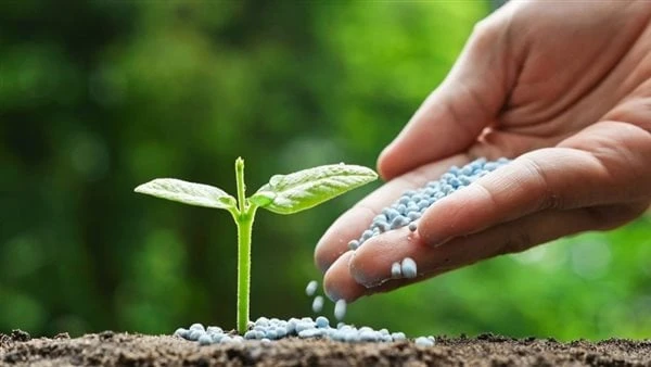 الزراعة لصد البلد: صرف 17 مليون شيكارة أسمدة مدعمة منذ أبريل 2024أكد الدكتور محمد القرش، المتحدث باسم وزارة الزراعة ومعاون الوزير أن الدولة المصرية تدعم السماد بشكل كبير، مشيرا إلى