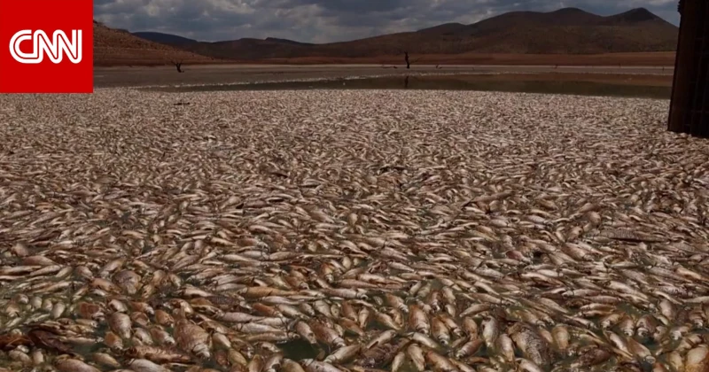 مشهد مفزع.. أسماك ميته تملأ سدود المكسيك بدلا من المياه تكنولوجيا تعاني ولاية تشيواوا، أكبر ولاية في المكسيك، من جفاف مستمر منذ عدة أشهر أدى إلى جفاف