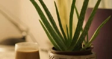 5 نباتات منزلية تساعد على زيادة التركيز.. حطيها في أوضة المذاكرة المرأة والمنوعات مع اقتراب العودة للمدارس، تقوم كثير من الأمهات والأبناء بالاستعداد