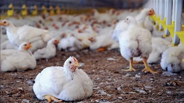 لتحقيق الاكتفاء الذاتى.. 5 محاور للنهوض بصناعة الدواجن في مصرقال الدكتور ممتاز شاهين رئيس الهيئة العامة للخدمات البيطرية ، إن الدولة تسعى باستمرار في التوسع في الاستثمارات بصناعة ا