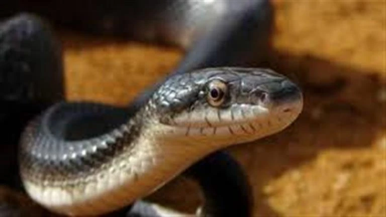 هجوم ثعبان على بلوجر وهذا ما حدث (فيديو) لايف ستايل كتبت- شيماء مرسي شارك اليوتيوبر الأمريكي جاي بروير مقطع فيديو على موقع تبادل الصور والفيديوهات