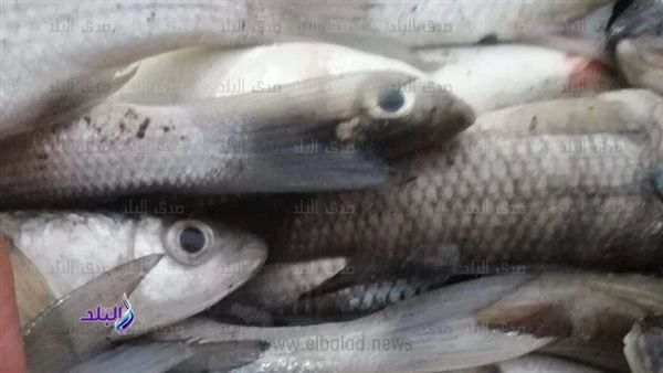سعر كيلو السمك البلطي اليوم الجمعة 13-9-2024يقدم موقع افاق عربية متوسط أسعار الأسماك والمأكولات البحرية اليوم، الجمعة 13 سبتمبر 2024، ضمن نشرته الخدمية.أسعار الأسماك اليومتراوح سعر