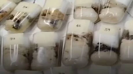 الجمارك الروسية تضبط كميات كبيرة من النمل الحي داخل طرود بريدية قادمة من تايلاند إلى موسكو متفرقات عثر موظفو جمارك موسكو على أنابيب اختبار زجاجية تحتوي على الآلاف من النمل الحي في 