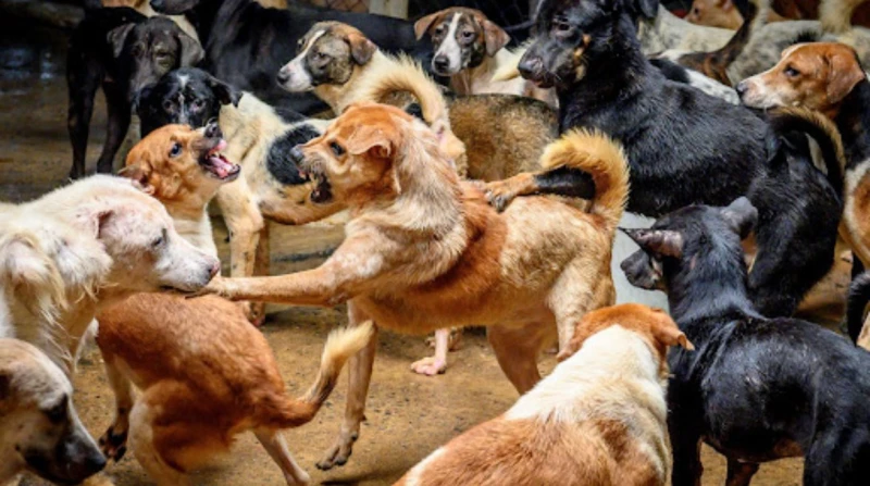 السعار قتل طفلة.. ماذا تفعل إذا عضك كلب؟ طفلة تبلغ من العمر 7 سنوات تعرضت مؤخرا ل عضة كلب ضال في أحد الشوارع بمدينة مايو، في أثناء خروجها من المدرسة، وعلى الرغم من سرعة نقلها إلى أ