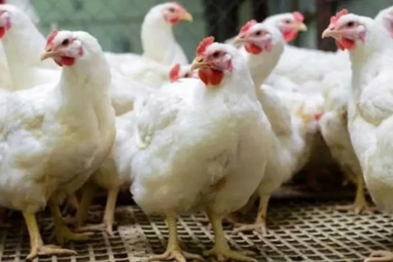 أسعار الدواجن ترتفع اليوم الأحد بالأسواق (موقع رسمي) وبحسب بوابة الأسعار المحلية والعالمية لمركز معلومات مجلس الوزراء، ارتفع متوسط أسعار الدواجن