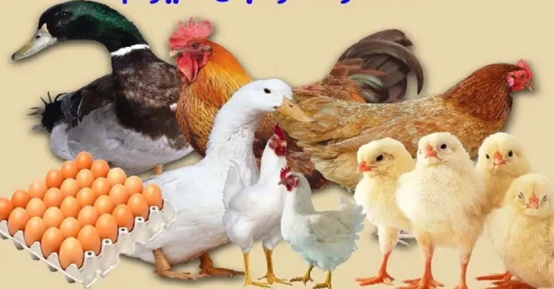 5 جنيه دفعة واحدة تراجع سعر الدواجن اليوم 18-9-2024 شوف الفراخ البيضاء بكام5 جنيه دفعة واحدة تراجع سعر الدواجن اليوم 18-9-2024 شوف الفراخ البيضاء