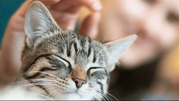 دار الإفتاء: تربية القطط والعناية بأمرها جائز شرعاأكدت دار الإفتاء المصرية، أن تربية القطط والعناية بأمرها جائز شرعا، منوهة أن القطط والكلاب وغيرها