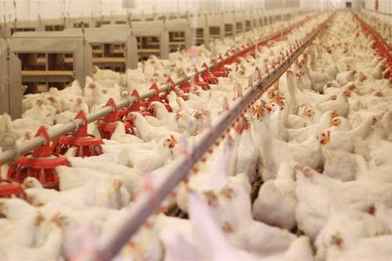 ارتفاع سعر الفراخ البيضاء وكرتونة البيض الأحمر في الأسواق اليوم الجمعة 6 سبتمبر 2024 سجلت أسعار الفراخ البيضاء والحمراء اليوم الجمعة 6 سبتمبر 2024