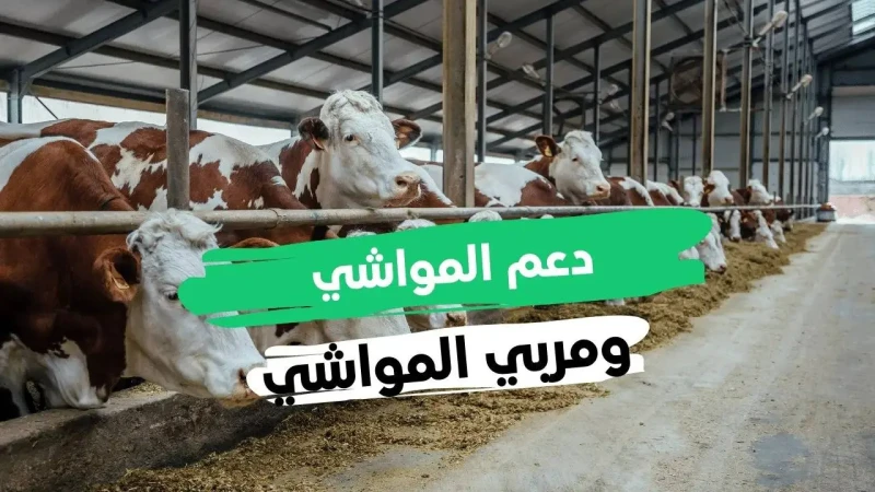ما هي شروط دعم صغار مربي الماشية في المملكة 1446؟ وزارة البيئة والزراعة تجيبللحفاظ على البيئة الزراعية لابد أن يكون هناك دعم يساند تلك الفئة، ومما لا شك فيه أن المملكة العربية السع