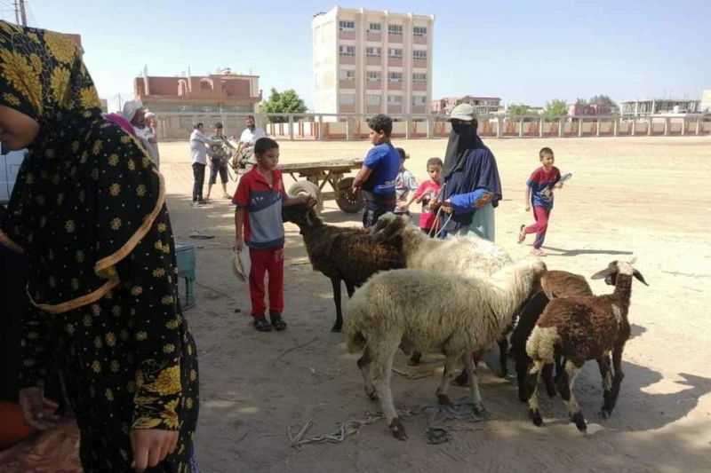 اللسان الأزرق 3 فيروس جديد يقتل الحيوانات في مزارع إيطاليا أدى انتشار فيروس اللسان الأزرق 3 (3) إلى نفوق أكثر من 149 من الماشية في جزيرة ساردينيا الإيطالية، حسبما ذكرت وكالة نوفا ا