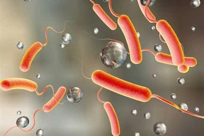 بعد إصابة حالات به في أسوان.. ما هي بكتيريا الايكولاي وأعراضها؟ تعتبر بكتيريا ايكولاي أو الإشريكية القولونية نوع من أنواع البكتيريا السالبة لصبغة