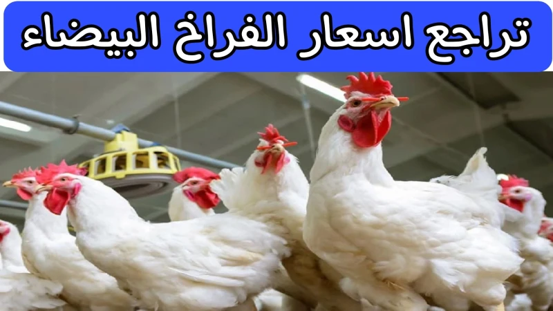 بشرى سارة للمستهلكين.. حقيقة هبوط كبير في اسعار الفراخ البيضاء في مصر وخبير يكشف الاسبابيبحث الكثير من المواطنين على محرك البحث جوجل عن أسعار الدواجن البيضاء بشكل يومي، حيث تتغير ب