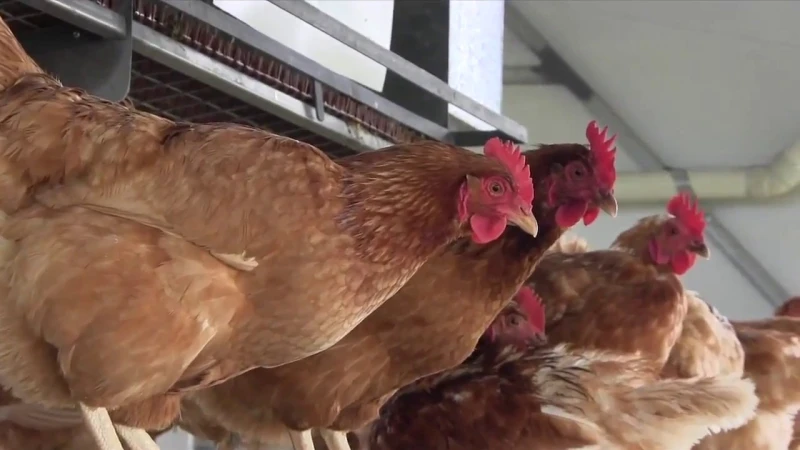 تحدث لأول مرة مفاجأة يزفها اتحاد منتجي الدواجن للمصريين بسعر الفراخ البلدي في الأسواقالدواجن , أكد خبراء صناعة الدواجن على ضرورة تحديد سعر عادل في