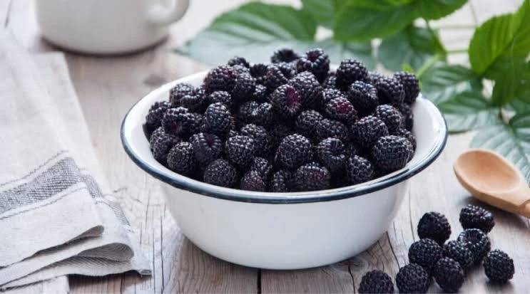 فوائد التوت الإسود.. يعمل على تعزيز الجهاز المناعىالتوت الاسوديعرف أيضا بالتوت الشامى أو التوت العليق، هو من الفواكه التي تتمتع بشعبية كبيرة نظرا