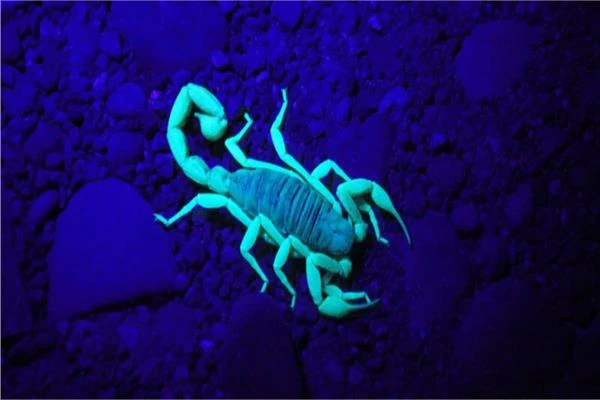 توقعات الفلك وحظك اليوم.. برج العقرب الجمعة 20 سبتمبر متفرقات توقعات الفلك وحظك اليوم.. برج العقرب الجمعة 20 سبتمبر برج العقرب يهتم كثير من الأشخاص