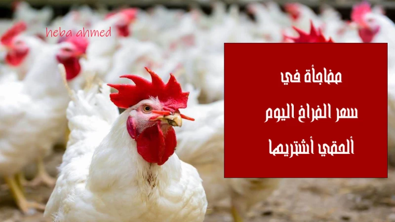 ألحقي أشتريها انخفاض وهبوط سعر الفراخ اليوم الثلاثاء 3 سبتمبر 2024 بالأسواق والمزارعبعد الارتفاع الذي شهدته الدواجن في بداية الأسبوع وبالأخص في يوم