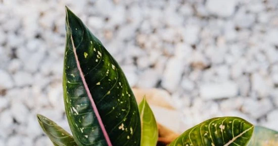 قبل اختيارالنباتات الخاصة بمكتبك لابد أن تضع في اعتبارك بيئة عملك التي تناسب طبيعة النباتات، قبل رغبتك فى إضافة لمسة من الطبيعة إلى مكتبك، لذا نستعرض