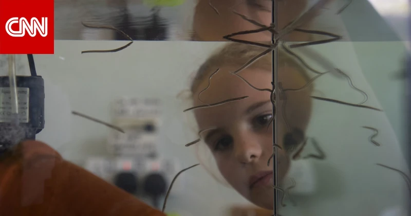 من فصلهم الدراسي..هؤلاء الطلاب يعلمون على إنقاذ أسماك الأنقليس في بريطانيا تكنولوجيا انخفض عدد أسماك الأنقليس الموجودة في المياه الأوروبية بشكل كبير