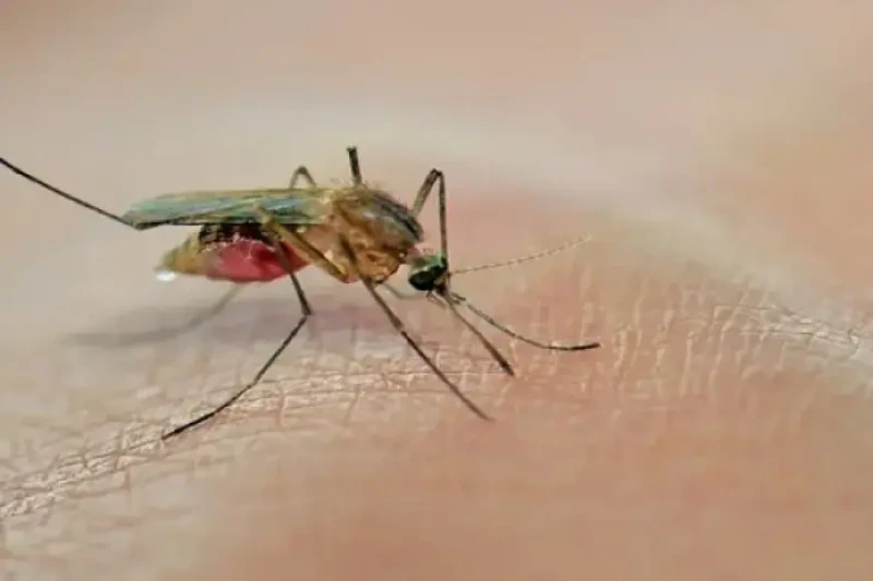 فرض حظر تجول في ولاية أمريكية بسبب البعوض أمرت ولاية فيرمونت، التي انضمت مؤخرا إلى ماساتشوستس، بطلبات البقاء في المنزل طوال الليل كإجراء احترازي للحد