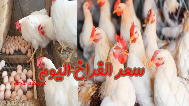 ألحقي خزنيها... ارتفاع سعر الفراخ اليوم الأحد 1 سبتمبر 2024 وإليك الأسبابتشهد الدواجن في مصر ارتفاع في سعر الفراخ اليوم بالمزارع وأيضا بالأسواق، وهذا