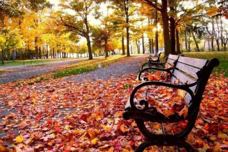 أسباب تسمية فصل الخريف وتفاصيل اختلافه عن الصيف متفرقات يرتبط اسم فصل الخريف بتحولات الطبيعة والبيئة في هذا الفصل، يستعرض هذا التقرير أصل تسمية فصل