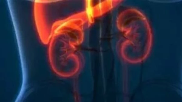 القصور الكلوى.. تعريفه وأسبابه وطرق الوقاية والعلاج الغذائيوظيفة الكلى هي إخراج نفايات الجسم الذائبة في الماء الناتجة من عملية الهضم؛ فهي تضبط وتنظم