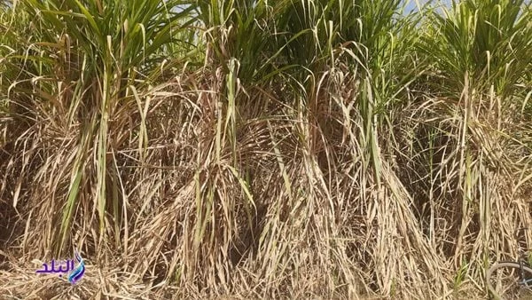 الزراعة في أسبوع.. زيادة سعر توريد طن قصب السكرأصدر مركز المعلومات الصوتية والمرئية، التابع لوزارة الزراعة واستصلاح الاراضي، الانفوجراف الاسبوعي في