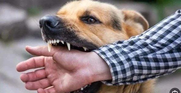 تفسير حلم عض الكلاب في اليد اليمنى منوعات الاسبوع يبحث بعض الأشخاص عن تفسير حلم عض الكلاب في اليد اليمنى، إذ يعد الكلب في الحقيقة الصديق الوفي للإنسان، ويكون للحراسة، ولكن على الجا