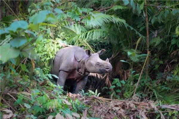 ولادة عجل جديد تعزز الأمل في إنقاذ وحيد القرن الجاوي المهدد بالانقراض متفرقات ولادة عجل جديد تعزز الأمل في إنقاذ وحيد القرن الجاوي المهدد بالانقراض