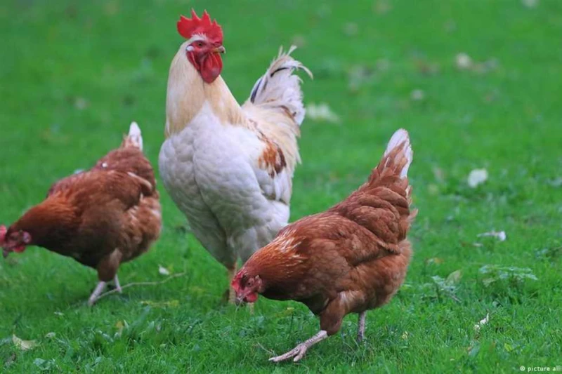 بورصة الدواجن اليوم.. أسعار الفراخ البيضاء والبيض اليوم الأحد 29-8-2024 بعد آخر ارتفاع سعر الفراخ اليوم الفراخ، أسعار الفراخ، أسعار الفراخ البيضاء،