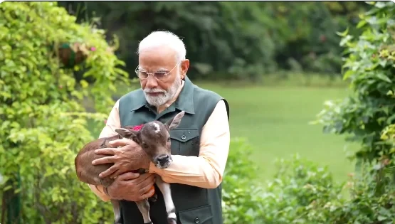 العجل المقدس اتولد في بيت رئيس الوزراءرئيس الوزراء الهندي ناريندرا مودي رحب بولادة عجل من بقرة تعيش في مقر إقامته، وقد ولد العجل بعلامة فريدة على جبينه تشبه شارة الضوء. لذلك قرر مو