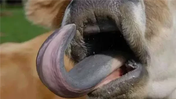 بعد انتشاره مؤخرا.. كيف ينتقل فيروس اللسان الأزرق من الحيوان إلى الإنسان؟ انتشر في الأونة الأخيرة مرض اللسان الأزرق هو فيروس يصيب الحيوانات، وبالأخص الأغنام والبقر، وهو ما آثار الت