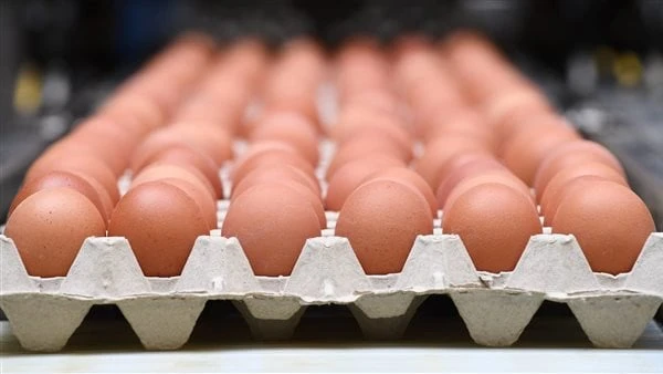 40 جنيهاالحكومة تتدخل لحل أزمة البيض بقرار عاجل قبل الدراسة.. والسعر مفاجأةقفزت أسعار البيض في الأسواق بشكل قياسي الفترة الجارية، إذ وصل سعر الكرتونة