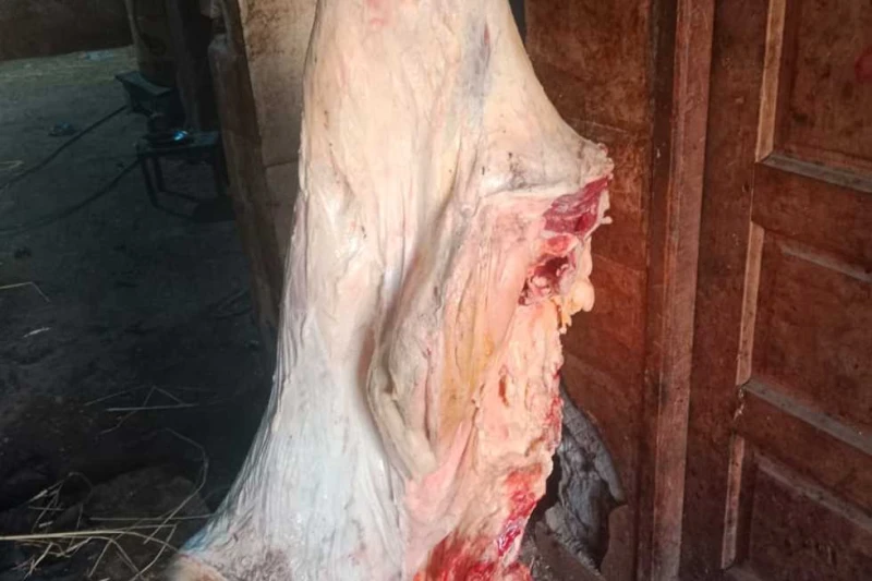 ضبط 66 مخالفة بيطرية ونصف طن لحوم غير صالحة بالأسواق في المنيا شدد اللواء عماد كدواني، محافظ المنيا، على أهمية استمرار الحملات التفتيشية والرقابية