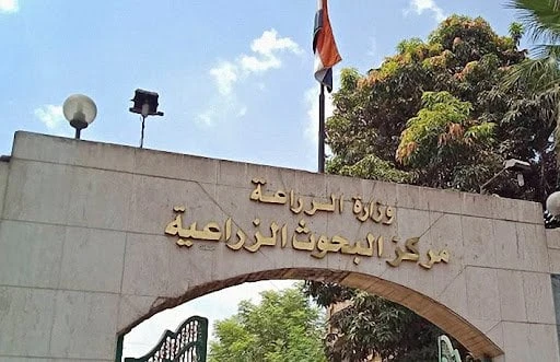 نستورد 98.. أستاذ بالبحوث الزراعية يطرح مقترحا لحل مشكلة الزيوت مركز البحوث الزراعيةطرح الدكتور علي إبراهيم، الأستاذ بمركز البحوث الزراعية، بعض الحلول للمشكلات التي تواجه صناعة الأ