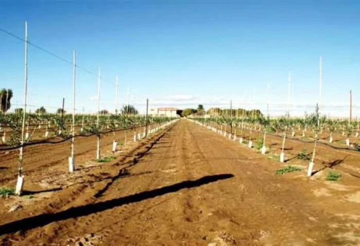 نقابة الفلاحين: تكلفة استصلاح الفدان ربع مليون جنيه (فيديو) كشف عادل زيدان، رئيس اللجنة الاقتصادية بنقابة الفلاحين، تفاصيل المشروعات الزراعية التي