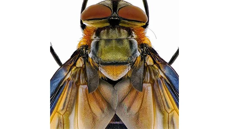 ..20 صورة للجمال المظلوم.. مصور عالمي يكشف العالم الخفي للكائنات الصغيرة..تفاصيل تتابع الان تفاصيل ما ورد عن 20 صورة للجمال المظلوم.. مصور عالمي يكشف