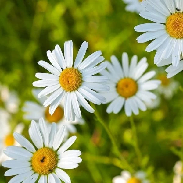 دراسة: عين الثور في الزهور خارطة طريق للنحل! بانوراما عمون - اكتشف علماء في جامعة كامبريدج، أن الزهور، مثل الكركديه، التي لها شكل عين الثور على بتلاتها، تستخدم هذا الشكل لجذب النحل