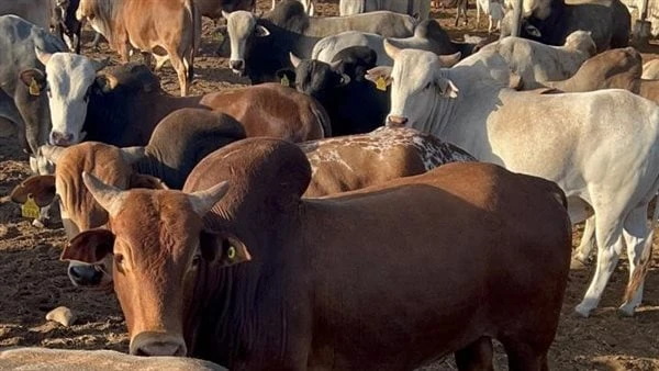 الصحة الحيوانية: فحص 5000 رأس ماشية في قوافل بيطرية وإرشادية ب7 محافظاتقام معهد بحوث الصحة الحيوانية بتنفيذ قوافل بيطرية وإرشادية في سبع محافظات، في