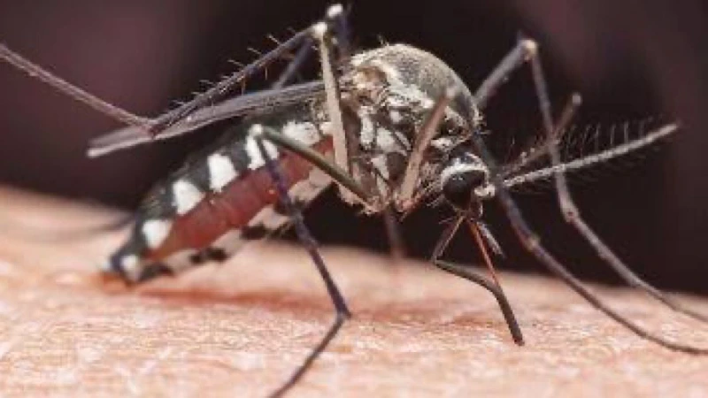 حظر تجول في أمريكا بسبب فيروس قاتل اخر خبر أكدت ولاية فيرمونت، التي انضمت أخيرا إلى ولاية ماساتشوستس، على ضرورة البقاء في المنزل ليلا كإجراء احترازي