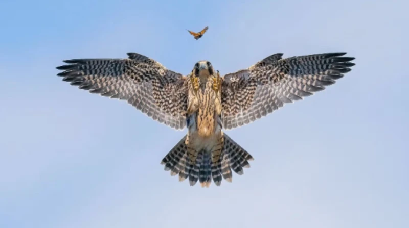 مسابقة عالمية تكشف العدو الخفي للطيور.. أفضل صورة في 2024 في نسختها التاسعة، تحتفي مسابقة مصور الطيور لعام 2024 بروعة وتنوع عالم الطيور، من خلال صور