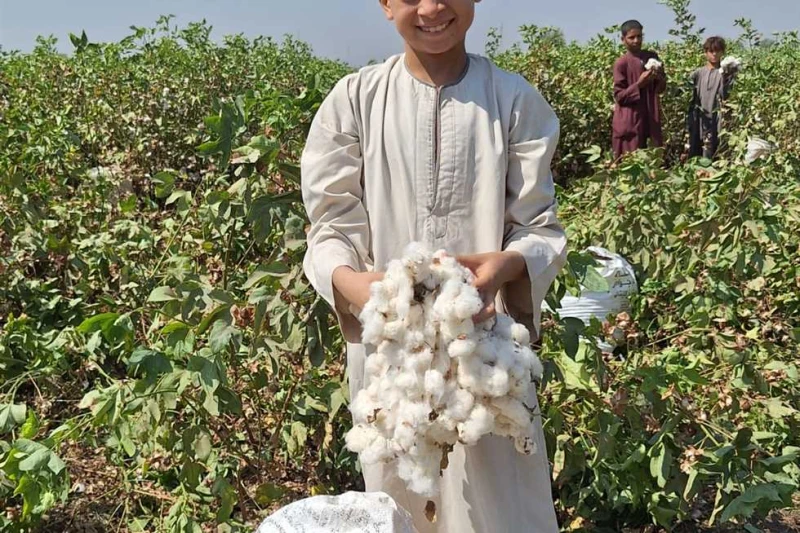 نورت يا قطن النيل.. فرحة حصاد الذهب الأبيض من حقول سوهاج (فيديو) على أنغام نورت يا قطن النيل وبالزغاريد والاحتفال، بدأ المزارعين موسم جني القطن بمحافظة سوهاج، حيث بلغت مساحة الأراض