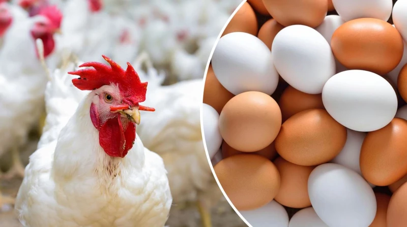 مفاجأة في سعر الفراخ اليوم 13-9-2024 وكرتونة البيض بالأسواقمفاجأة في سعر الفراخ اليوم 13-9-2024 وكرتونة البيض بالأسواق.. يبحث العديد من الأشخاص عن