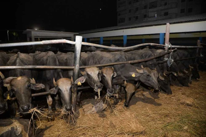 محافظ أسيوط يتابع أعمال تطوير محطتين للثروة الحيوانية بمركزي الفتح وأبنوب تفقد اللواء دكتور هشام أبوالنصر محافظ أسيوط، محطتي الثروة الحيوانية بقرية