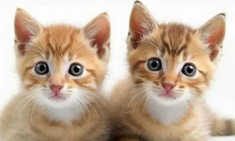 بعد إثارة الجدل.. نصائح هامة عند تربية القطط في المنزل منوعات أثار الشيخ محمد أبو بكر حالة واسعة من الجدل عبر مواقع التواصل الاجتماعي بسبب فتوى يعلن فيها عن تحريمه لتربية القطط وال