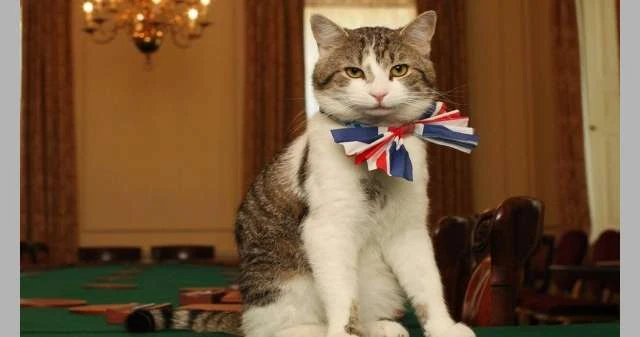 أميرة الروسية تزاحم لاري في داونينغ ستريت لايف ستايل يواجه لاري، كبير صائدي الفئران في مكتب رئيس الوزراء البريطاني بداونينغ ستريت تحديا كبيرا بعد ظهور جارة جديدة له، وذلك بعد فترة 